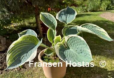 Hosta And You and I